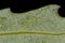 Oak-Leaved Goosefoot Oxybasis glauca. Leaf Detail Closeup
