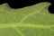 Oak-Leaved Goosefoot Oxybasis glauca. Leaf Detail Closeup