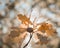 oak leaves acorn close-up bokeh background outdoor forest natura beautiful