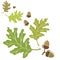 Oak leaves and acorns