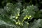 Oak Leaves and Acorns Bejewelled With Rain Drops