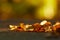 Oak leaves on asphalt at autumn season.