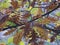 Oak leaves in autumn in the foreground with unfocused blue sky background