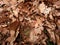 Oak leaves. Autumn park ground with carpet of dry orange oak leaves, broken twigs and long pine needles.