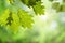 Oak Leaves on Branch against Green Canopy