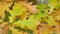 Oak leaves - Common Oak tree branch, Quercus robur