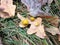 Oak leaves with galls.