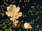 Oak leaves and golden paillette glitter on black background