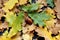 oak leaves and a hat with a hat