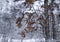 Oak leaves in snow in winter forest