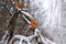 Oak leaves in snow in winter forest