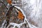 Oak leaves in snow in winter forest