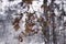 Oak leaves in snow in winter forest