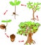 Oak life cycle