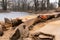 Oak log prepared for board sawing to perform board sawing with a mobile chainsaw mill