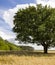 oak lonely growing