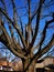 Oak with many branches at the end of winter