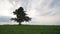 Oak and maple grow together on green field in sunset light walking side tracking shot with stabilizer