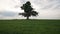 Oak and maple grow together on green field in sunset light walking side tracking shot with stabilizer