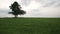 Oak and maple grow together on green field in sunset light walking side tracking shot with stabilizer