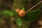 Oak Marble Galls on an oak twig - Andricus kollari