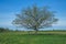 Oak in meadow in Latvia. Travel photo.