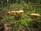 Oak milkcap Eichen Milchling on the forest ground