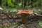 Oak milkcap mushroom