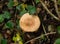 The Oak Milkcap mushroom prefers Oaks.