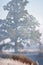 Oak in the mist among the grass in hoarfrost and a gentle frosty sunset.