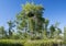 Oak Mistletoe growing in a tree in the Okefenokee Swamp, Georgia, USA