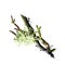 Oak moss, Evernia prunastri isolated on white background digital art illustration. Olive green species of lichen, composite