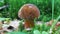 Oak mushroom with a brown cap and a yellow stalk in the woods