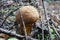 Oak mushroom with a brown cap and a yellow stalk in the woods