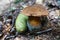 Oak mushroom with a brown cap and a yellow stalk in the woods