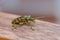 An oak pliers Rhagium sycophanta sits on a  brown wooden bench and enjoys the shade in summer