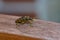 An oak pliers Rhagium sycophanta sits on a  brown wooden bench and enjoys the shade in summer