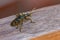 An oak pliers Rhagium sycophanta sits on a  brown wooden bench and enjoys the shade in summer