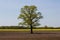 Oak among a plowed field against the backdrop of a forest and a field of flowering canola