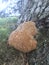 Oak polypore fungi. Oak bracket. Mushroom