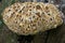 Oak Polypore fungus the weeping bracket.