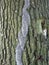 Oak Processionary caterpillar on an oak tree