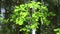 Oak Quercus robur growing in forest in morning sunlight