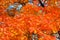 Oak red foliage. Orange leaves in nature, autumn picturesque. Sunny day, warm weather. Sunlight