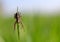 The oak spider  Aculepeira ceropegia