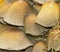 Oak Stump Bonnet Cap Fungus - Mycena Inclinata