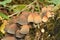Oak-stump Bonnet Cap mushrooms of Deciduous woodland