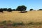 Oak tree, Alentejo, Portugal