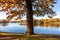 Oak tree in autumn foliage in Catherine park, Pushkin (Tsarskoe Selo), Saint Petersburg, Russia