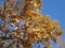 Oak tree in autumn, yellow leaves against the sky